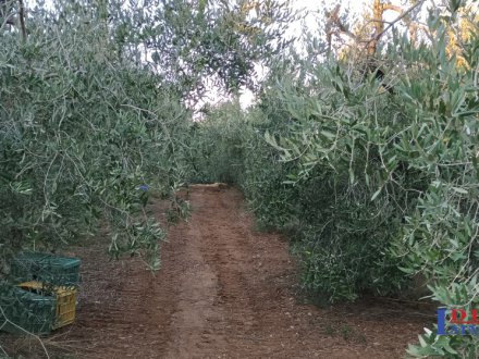 terreno pianeggiante vicino al paese con olivi