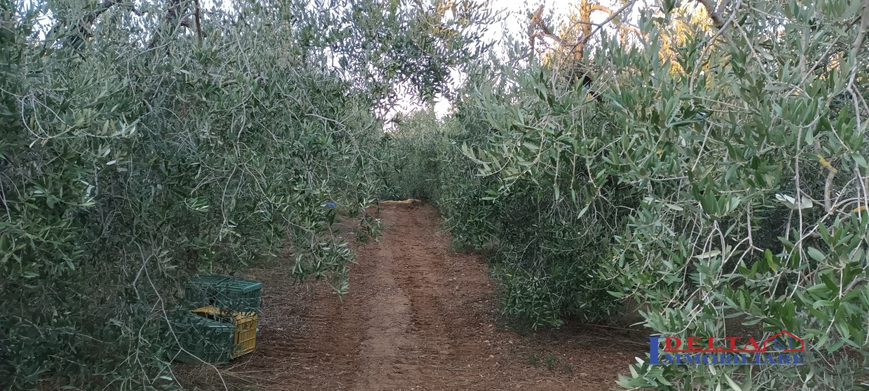 terreno pianeggiante vicino al paese con olivi