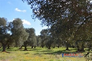 Terreno Residenziale in Vendita Rosignano Marittimo